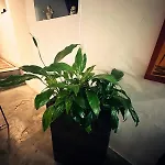 Nuriahboutique ホームステイ *